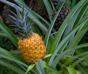 Ananas-yogaaushadh
