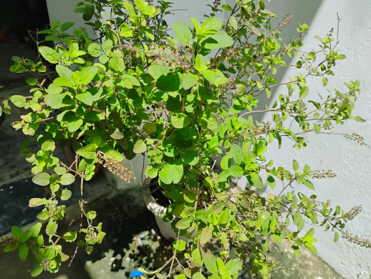 Tulsi Benefits in Ayurveda