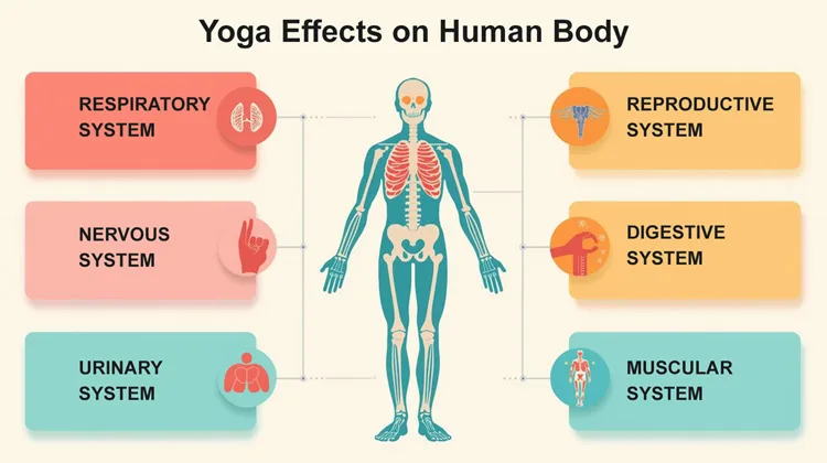 Yoga Effects on Human Body