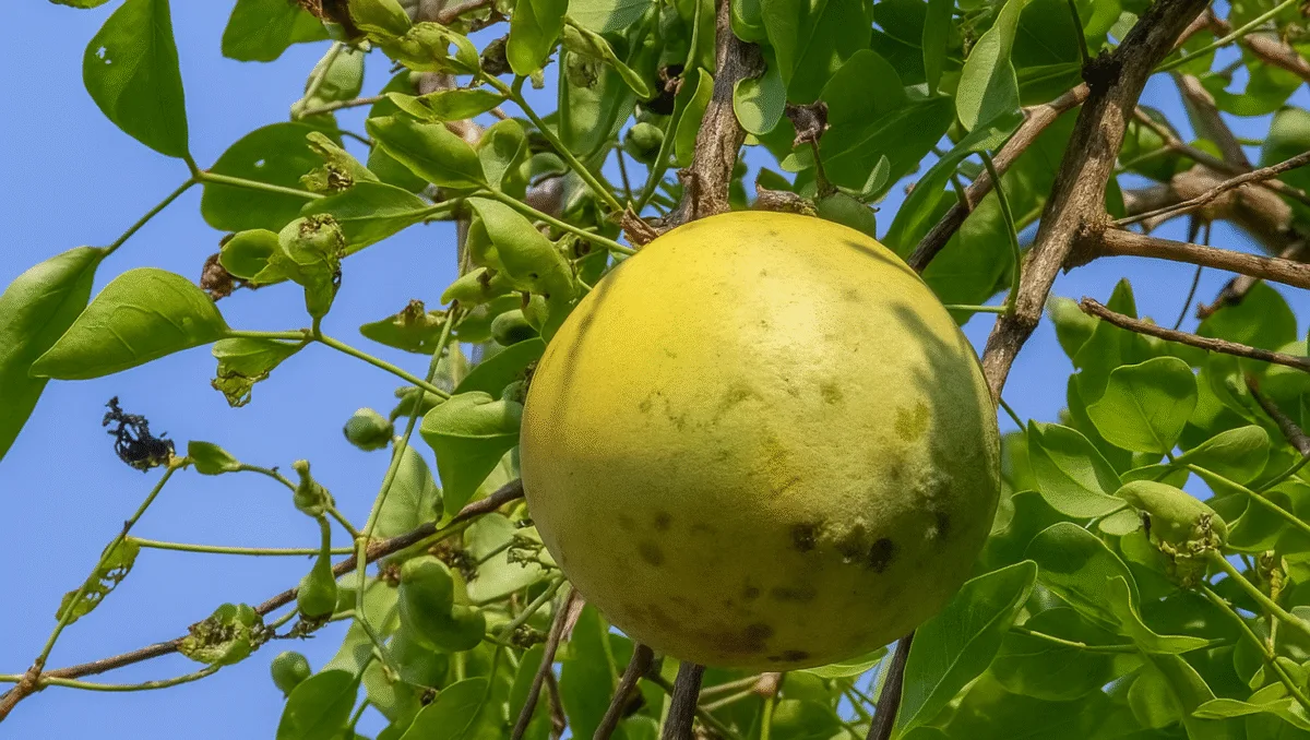 Bael fruit benefits