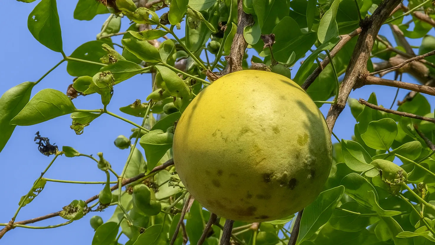 Bael fruit benefits