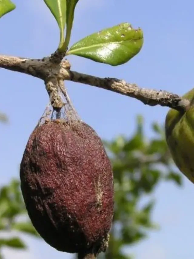 आयुर्वेद में मेनफल (उबकाई लाने वाला अखरोट) के फायदे – उपयोग, उपचार और सावधानियांआयुर्वेद में मेनफल (उबकाई लाने वाला अखरोट) के फायदे – उपयोग, उपचार और सावधानियां