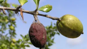 Jaiphal Benefits in Ayurveda
